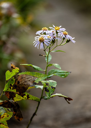 Photo excursion, hike along the river to Coffee Pot rapids.