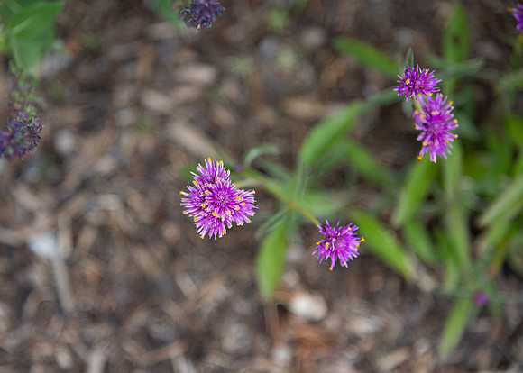 Purple flowers in the Ricks Gardens