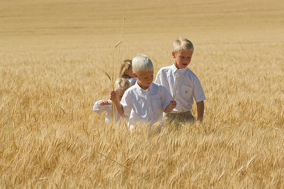 Children in the wheat fields- AUG 2007