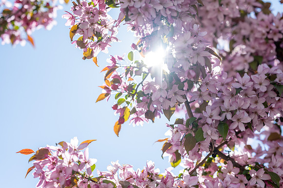 Flowers and Bees - May 2025