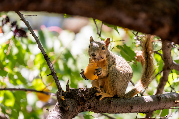 Animals on Campus -August 2025