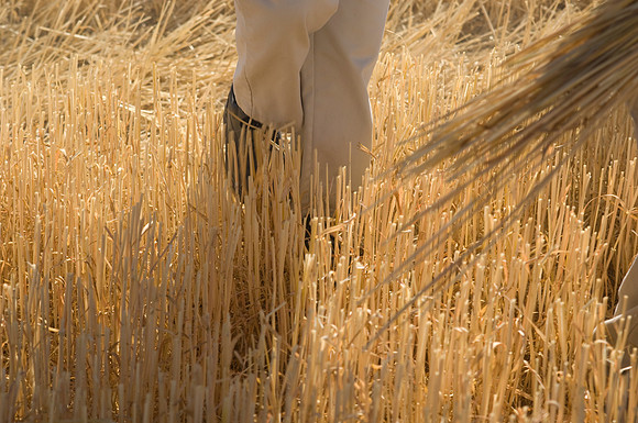 Children in the wheat fields- AUG 2007