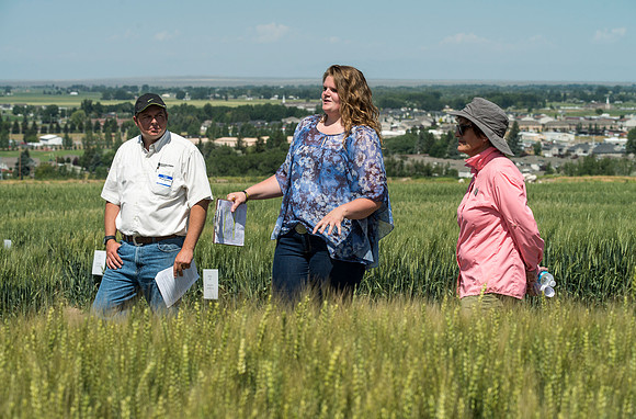 Ag students get the opportunity to show off their wheat crops during Ag Days.