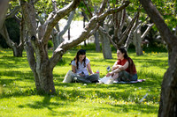 Apple Blossom Festival - May 2025